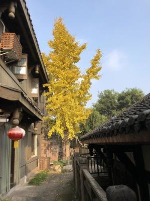 成都周邊隱藏一個4A級古鎮(zhèn),門票0元,在山水之間,正越來越火